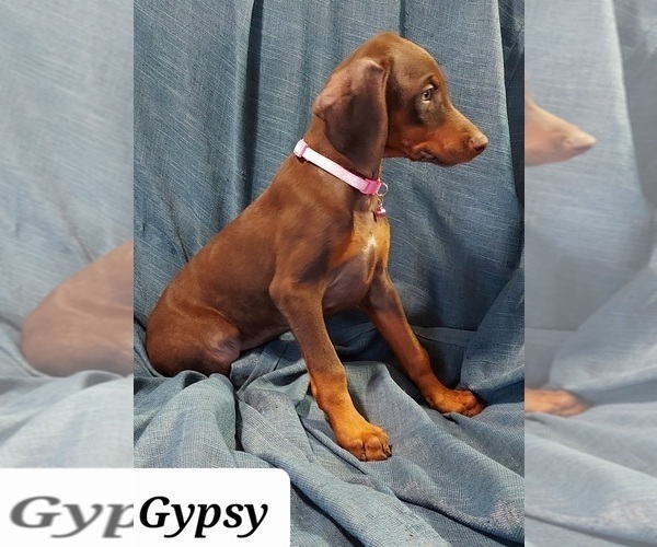 Medium Photo #3 Doberman Pinscher Puppy For Sale in POMEROY, OH, USA