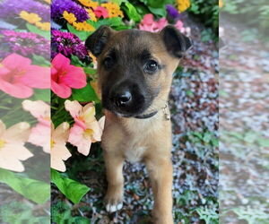 Mutt Dogs for adoption in Newport Beach, CA, USA