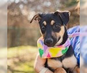 Mutt Dogs for adoption in Waco, TX, USA