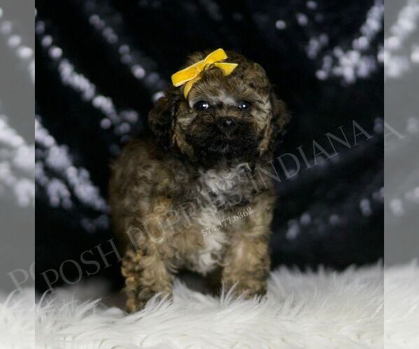 Medium Photo #124 Poodle (Miniature) Puppy For Sale in WARSAW, IN, USA