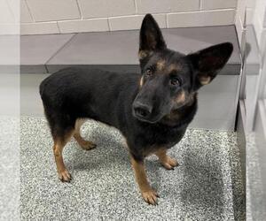 German Shepherd Dog Dogs for adoption in Salisbury, NC, USA