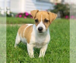 Jack Russell Terrier Puppy for sale in LEBANON, PA, USA