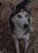Small Photo #1 German Shepherd Dog-Siberian Husky Mix Puppy For Sale in GATES, NY, USA