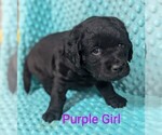 Image preview for Ad Listing. Nickname: Purple Girl