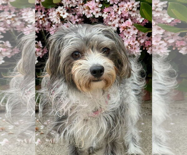 Medium Photo #3 Maltese-Unknown Mix Puppy For Sale in Newport Beach, CA, USA