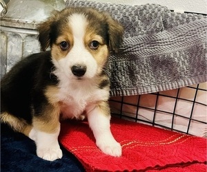 Aussie-Corgi Puppy for sale in MCALESTER, OK, USA
