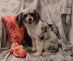 Mother of the Cavapoo puppies born on 05/08/2025