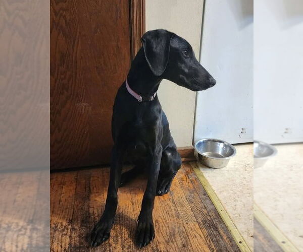 Medium Photo #1 Mutt Puppy For Sale in Buffalo, MN, USA