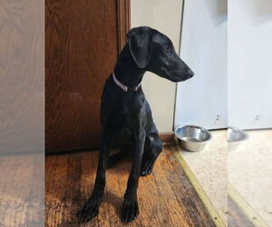 Mutt Dogs for adoption in Buffalo, MN, USA