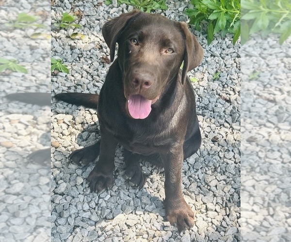Medium Photo #1 Labrador Retriever Puppy For Sale in FENELTON, PA, USA