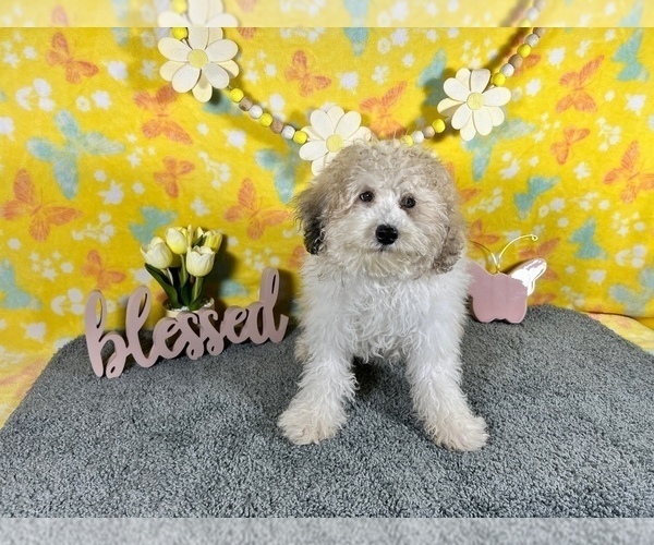Medium Photo #4 Poodle (Miniature) Puppy For Sale in COLORADO SPRINGS, CO, USA