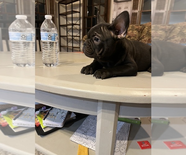 Medium Photo #5 French Bulldog Puppy For Sale in CLEVELAND, NC, USA