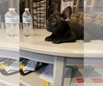 Small #4 French Bulldog