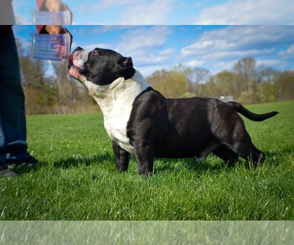 Medium Photo #1 American Bully Mikelands  Puppy For Sale in KENHORST, PA, USA