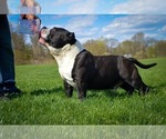 Small Photo #1 American Bully Mikelands  Puppy For Sale in KENHORST, PA, USA