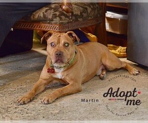 Labrador Retriever-Staffordshire Bull Terrier Mix Dogs for adoption in Spring Lake, NJ, USA