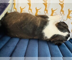 Medium Boston Terrier