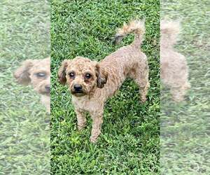 Mutt Dogs for adoption in Greenville, SC, USA