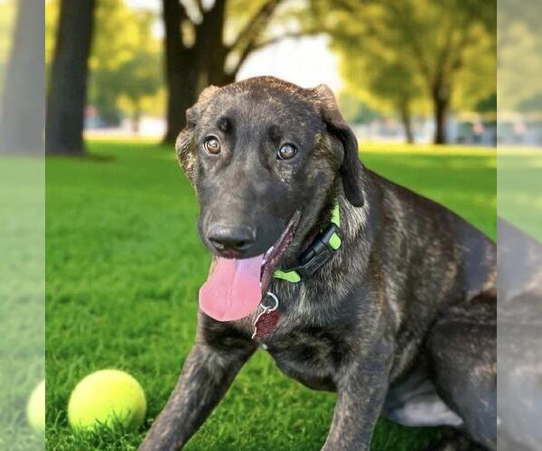 Medium Photo #8 Labrador Retriever-Unknown Mix Puppy For Sale in San Diego, CA, USA