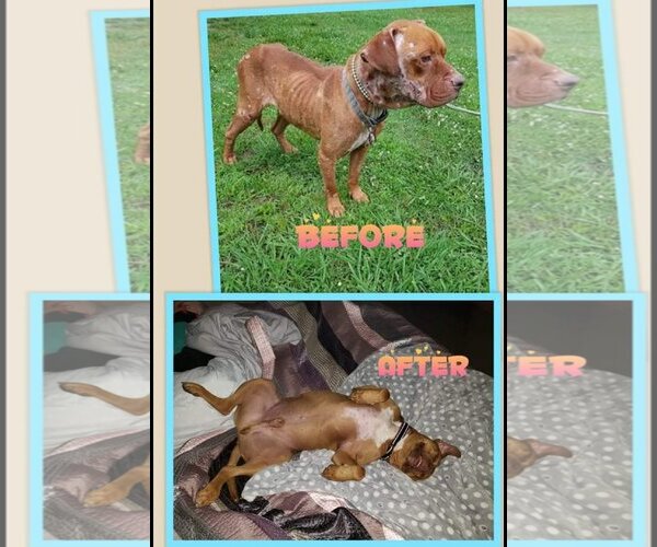 Medium Photo #9 American Pit Bull Terrier-Unknown Mix Puppy For Sale in Shreveport, LA, USA
