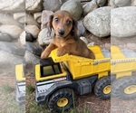 Small #4 Dachshund