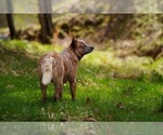 Small Photo #1 Australian Cattle Dog Puppy For Sale in PILOT, VA, USA
