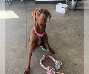 Doberman Pinscher Dogs for adoption in Berkeley , CA, USA