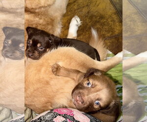 Felicie- Belles & Beau Litter - Female American Staffordshire Terrier-Unknown Mix Dog for Adoption - Photo #7