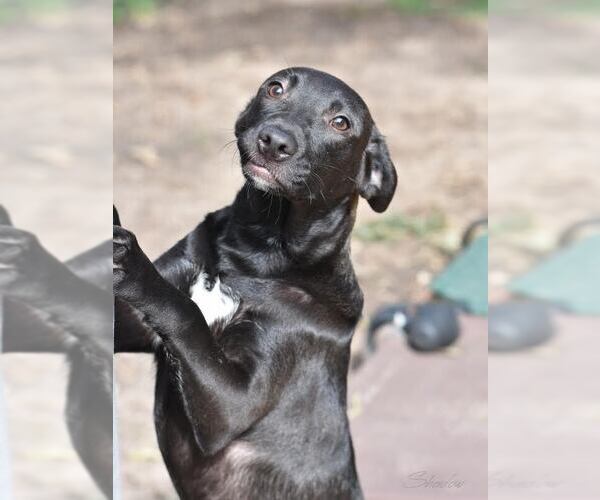 Medium Photo #4 Labrador Retriever-Unknown Mix Puppy For Sale in Brewster, NY, USA