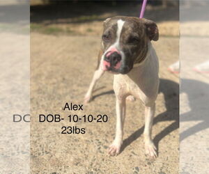 ALEX SFF - Male Boston Terrier-Unknown Mix Dog for Adoption - Photo #2