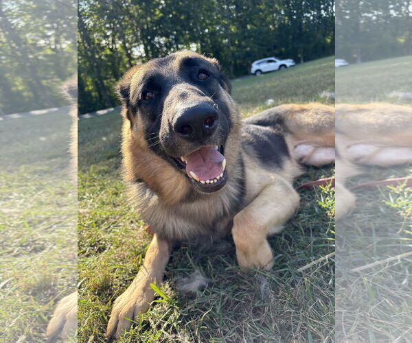 Medium Photo #2 German Shepherd Dog-Unknown Mix Puppy For Sale in La Grange , NC, USA