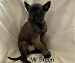 Small Photo #4 Belgian Malinois Puppy For Sale in LABADIE, MO, USA