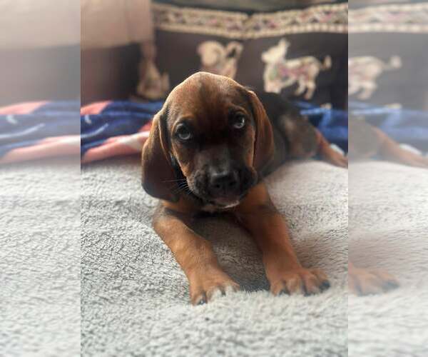 Medium Photo #5 Mutt Puppy For Sale in Greenville, SC, USA