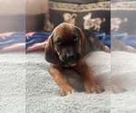 Small #4 Mutt