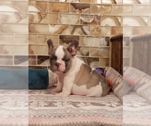 French Bulldog Puppy for sale in HOUSTON, TX, USA