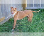 Small #5 American Pit Bull Terrier
