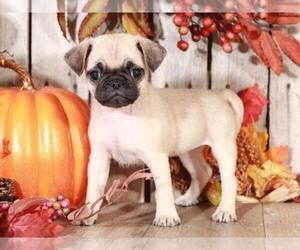 Pug Puppy for sale in MOUNT VERNON, OH, USA