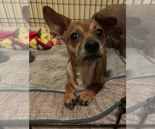 Medium Photo #13 Chihuahua-Unknown Mix Puppy For Sale in Holly Springs, NC, USA