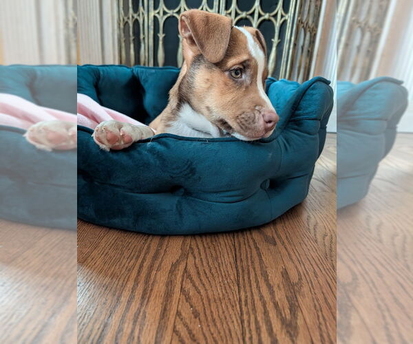 Medium Photo #2 Mutt Puppy For Sale in Springdale, PA, USA