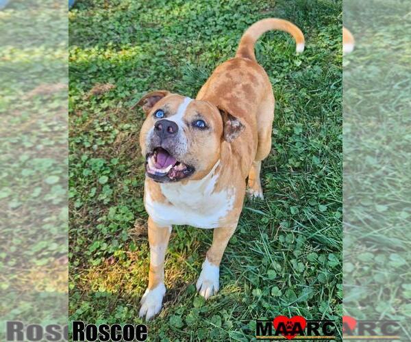 Medium Photo #2 American Staffordshire Terrier-Unknown Mix Puppy For Sale in Maryville, TN, USA