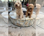 Small Photo #4 Goldendoodle (Miniature) Puppy For Sale in BROKEN ARROW, OK, USA