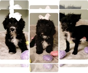 YorkiePoo Puppy for Sale in BURLINGTON, Massachusetts USA