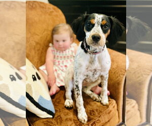 English Setter-Jack Russell Terrier Mix Dogs for adoption in Germantown, OH, USA