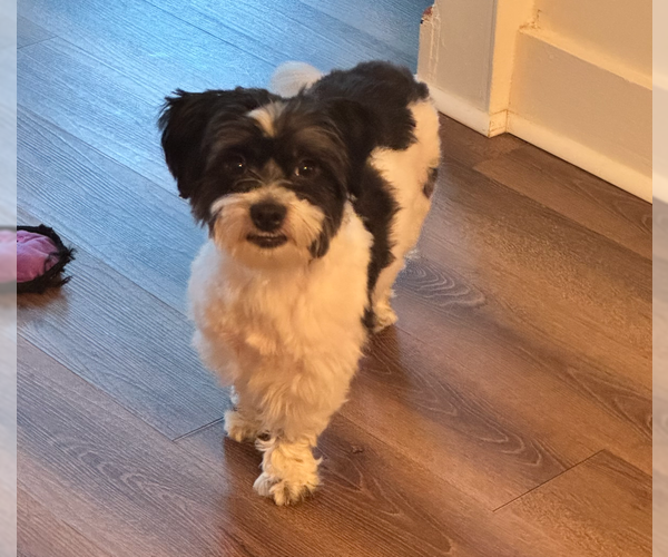 Medium Photo #3 Shih Tzu-Unknown Mix Puppy For Sale in Cranston, RI, USA