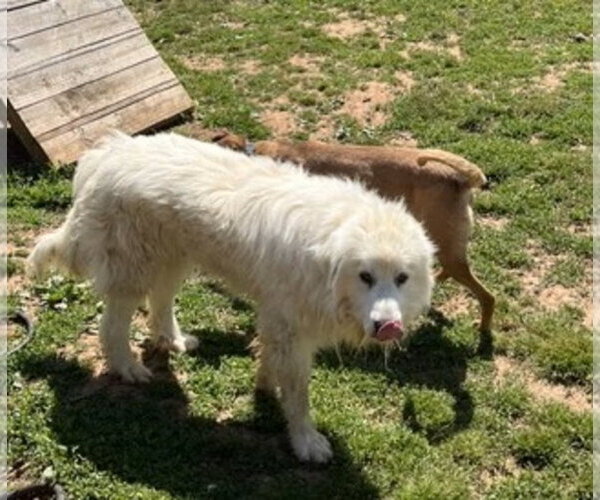 Medium Photo #3 Great Pyrenees Puppy For Sale in Monterey, VA, USA