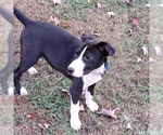 Small #1 Mountain Cur-Plott Hound Mix