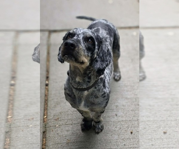 Medium Photo #7 Australian Shepherd-Unknown Mix Puppy For Sale in Woodsfield, OH, USA
