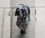 Small #6 Australian Shepherd Mix