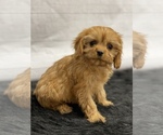 Small Photo #4 Cavapoo Puppy For Sale in QUAPAW, OK, USA