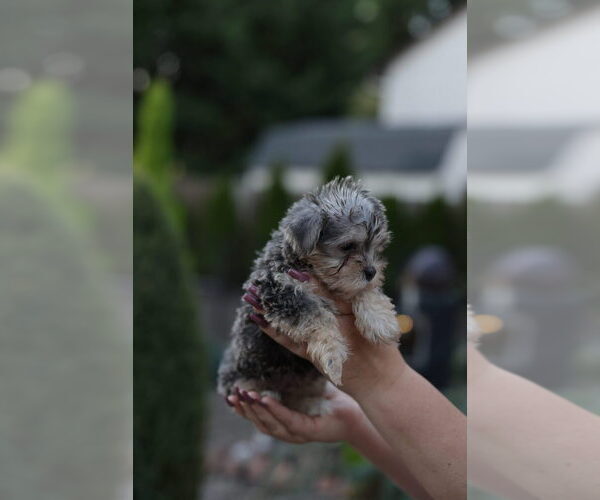 Medium Photo #1 Shorkie Tzu Puppy For Sale in VANCOUVER, WA, USA